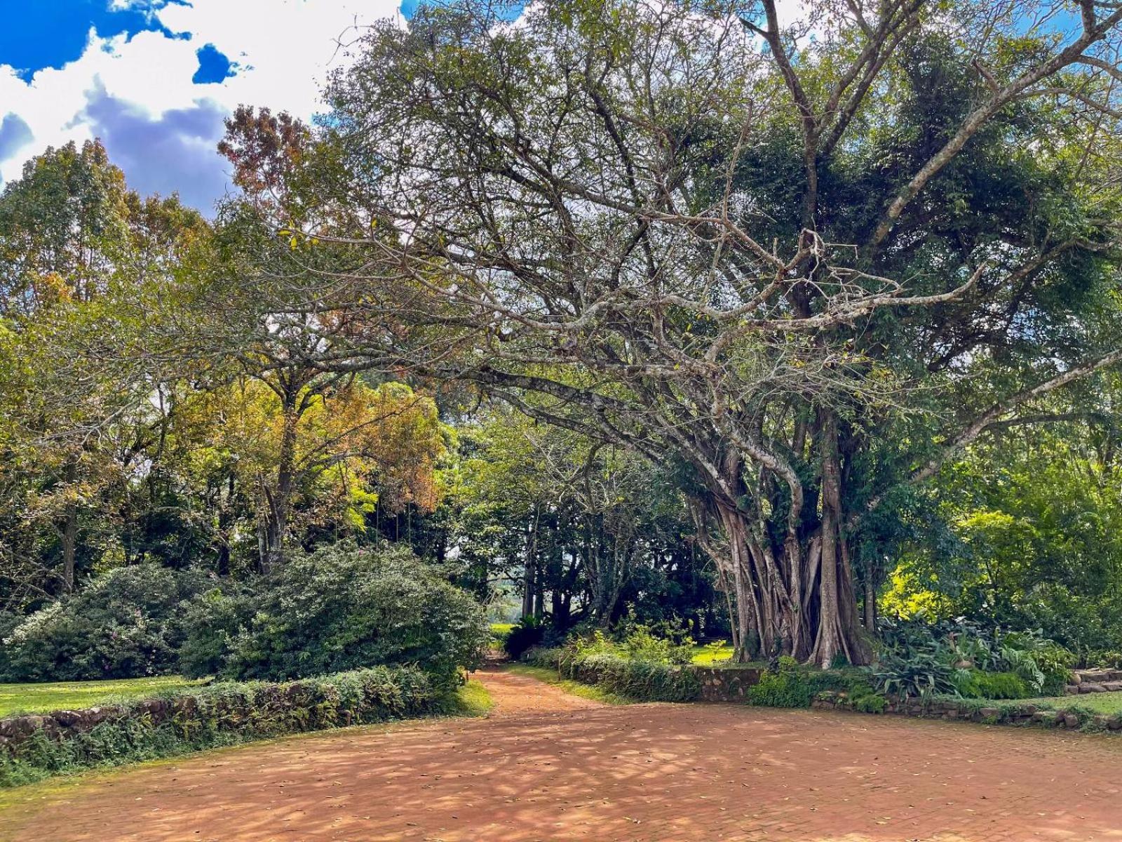 Huntingdon House And Chawani Bungalow Thyolo Luaran gambar