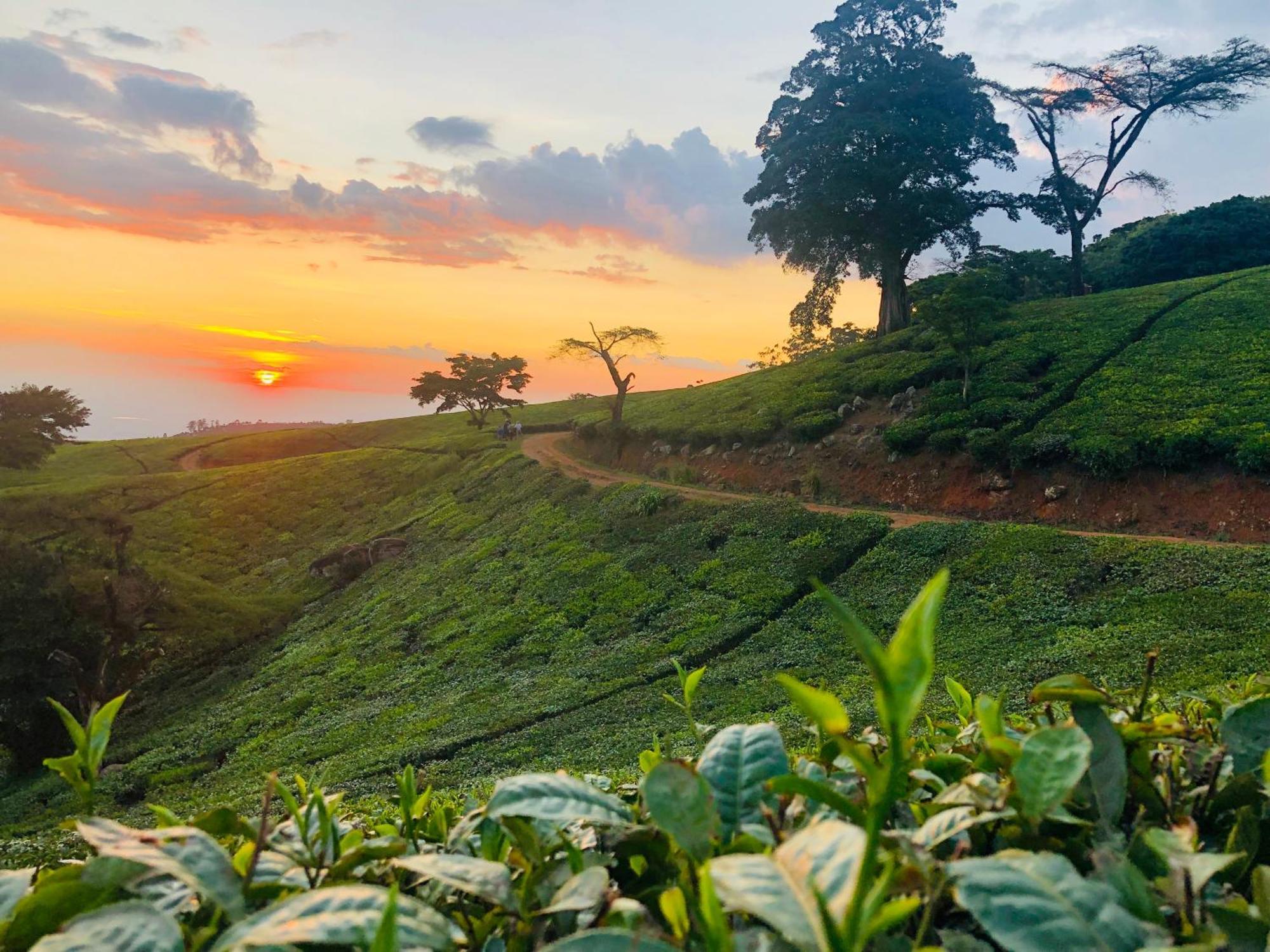 Huntingdon House And Chawani Bungalow Thyolo Luaran gambar